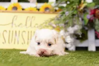 Cabernet, a female Poodle - Miniature  and Peek-A-Pom for sale in Lake Mills, IA – Photo 1 of 3