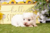 Cabernet, a female Poodle - Miniature  and Peek-A-Pom for sale in Lake Mills, IA – Photo 3 of 3