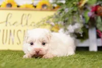 Cabernet, a female Poodle - Miniature  and Peek-A-Pom for sale in Lake Mills, IA – Photo 2 of 3