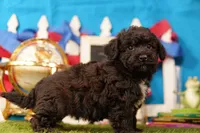 Enchilada, a male Bichon Frise and Schnoodle for sale in Lake Mills, IA – 5 of 6