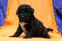 Taco, a male Bichon Frise and Schnoodle for sale in Lake Mills, IA – 2 of 6