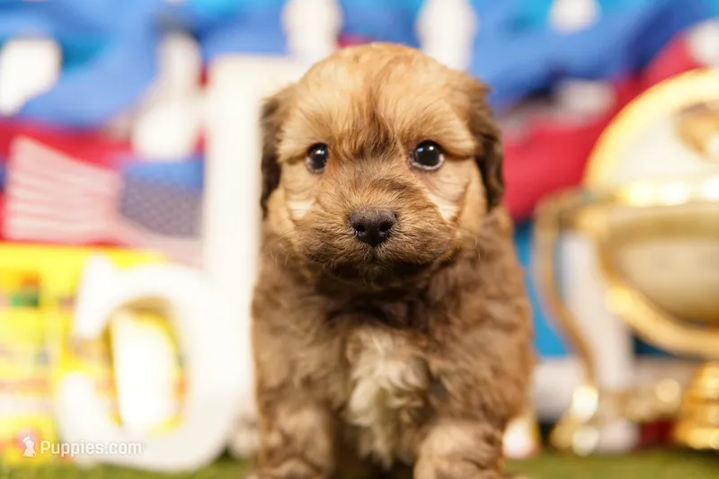 Hercules – Shichon, Bichpoo puppy for sale in Lake Mills, IA