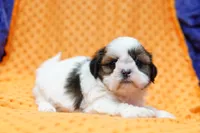 Eclair, a female Shih Tzu for sale in Lake Mills, IA – 5 of 6