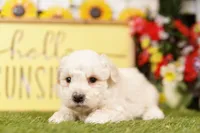 Muffy, a male Schnoodle and Poodle - Miniature  for sale in Lake Mills, IA – 2 of 6