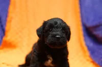 Tacochili, a male Bichon Frise and Schnoodle for sale in Lake Mills, IA – 6 of 6