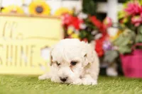 Snuffy, a male Schnoodle and Poodle - Miniature  for sale in Lake Mills, IA – 2 of 4