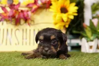 Bill, a male Shorkie for sale in Lake Mills, IA – Photo 1 of 3