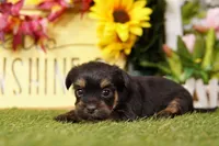 Bill, a male Shorkie for sale in Lake Mills, IA – Photo 2 of 3