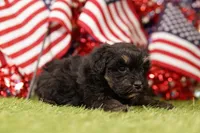 Ribeye, a male Havapoo for sale in Lake Mills, IA – 2 of 3