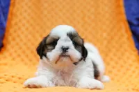 Eclair, a female Shih Tzu for sale in Lake Mills, IA – 2 of 6