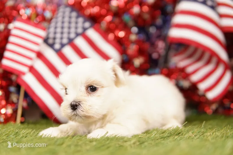 Pontiac – Shih Tzu, Maltipom puppy for sale in Lake Mills, IA