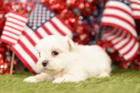 Pontiac, a female Shih Tzu and Maltipom for sale in Lake Mills, IA – 1 of 3