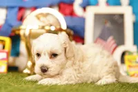 Olive, a male Havapoo for sale in Lake Mills, IA – 2 of 3