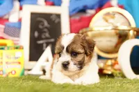 Fish Sandwich, a male Havanese and Shih Tzu for sale in Lake Mills, IA – 2 of 3
