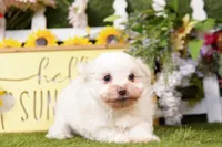 Cotton Ball, a female Maltipom for sale in Lake Mills, IA – 3 of 3