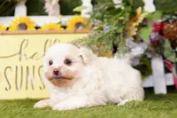 Cotton Ball, a female Maltipom for sale in Lake Mills, IA – 2 of 3