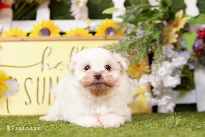 Cotton Ball – Maltipom puppy for sale in Lake Mills, IA