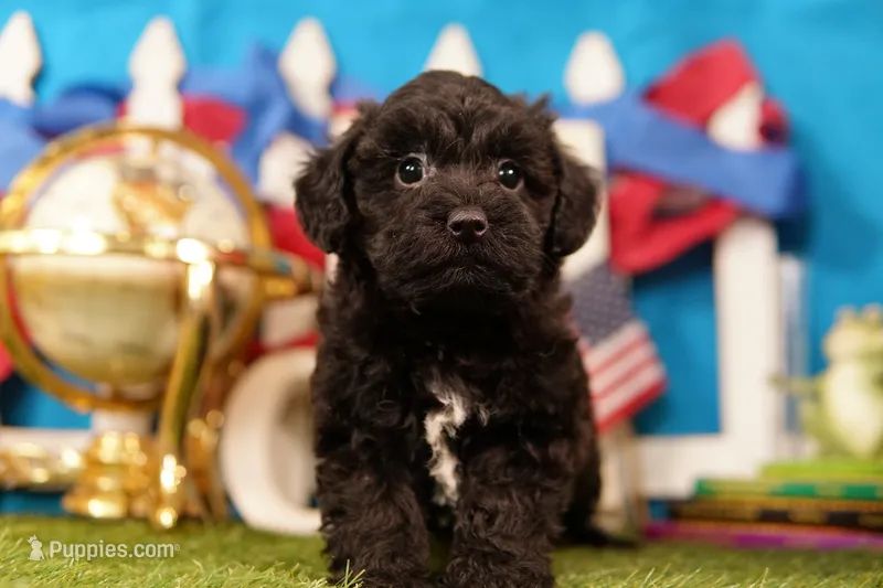 Tacochili – Bichon Frise, Schnoodle puppy for sale in Lake Mills, IA