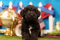 Tacochili, a male Bichon Frise and Schnoodle for sale in Lake Mills, IA – 1 of 6