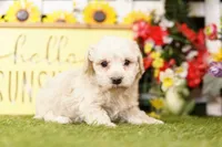 Snuffy, a male Schnoodle and Poodle - Miniature  for sale in Lake Mills, IA – 3 of 4