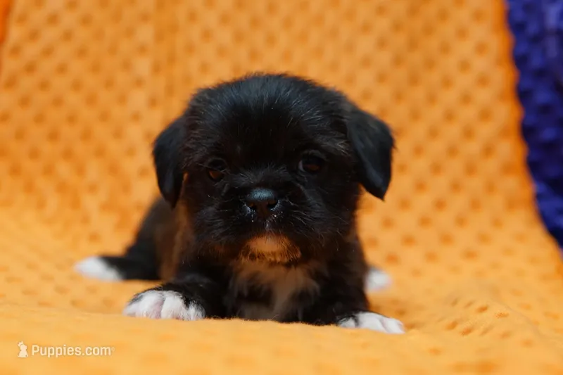 Venus – Puggle, Shih Tzu puppy for sale in Lake Mills, IA