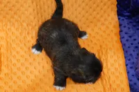 Venus, a female Puggle and Shih Tzu for sale in Lake Mills, IA – Photo 2 of 2