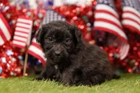 Hot Dog, a male Poodle - Miniature  and Shichon for sale in Lake Mills, IA – 3 of 3