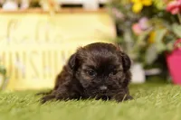 Spatula, a female Shihpoo for sale in Lake Mills, IA – 3 of 3