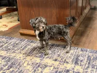 Jake, a male Shihpoo for sale in Lake Mills, IA – 9 of 9