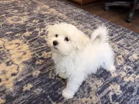 M&M, a female Maltese for sale in Lake Mills, IA – 3 of 7