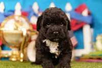Taco, a male Bichon Frise and Schnoodle for sale in Lake Mills, IA – 5 of 6