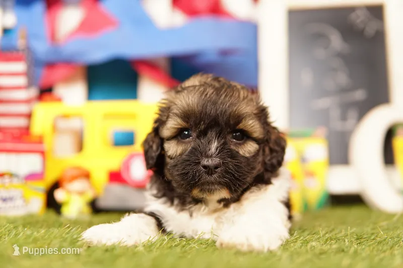 Dusty – Poodle - Miniature , Shichon puppy for sale in Lake Mills, IA