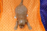 Concord, a male Cavapoo for sale in Lake Mills, IA – 2 of 2