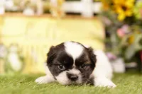 Keystone, a male Shih Tzu and Peek-A-Pom for sale in Lake Mills, IA – 3 of 3