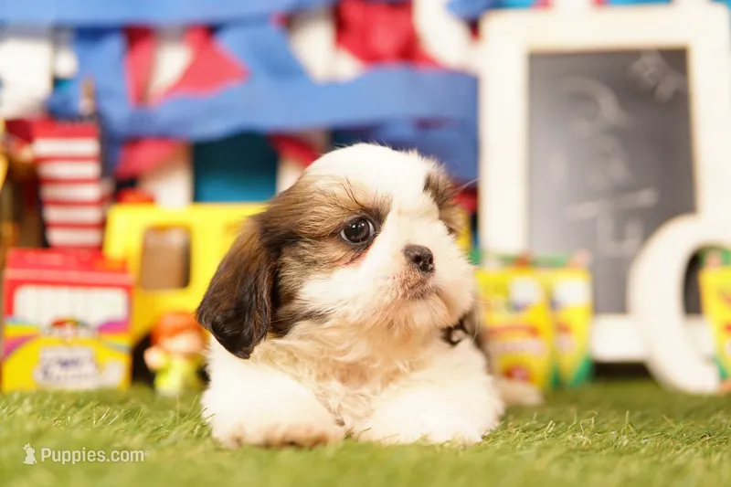 Eclair – Shih Tzu puppy for sale in Lake Mills, IA