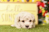 Duffy, a male Schnoodle and Poodle - Miniature  for sale in Lake Mills, IA – 2 of 5