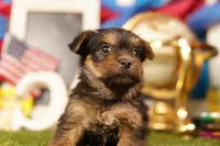 Ramen Noodle, a male Yorkshire Terrier and Morkie for sale in Lake Mills, IA – 3 of 3