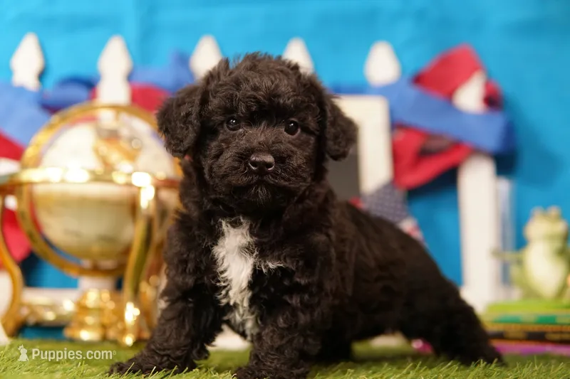 Enchilada – Bichon Frise, Schnoodle puppy for sale in Lake Mills, IA