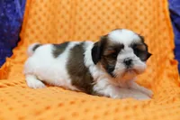 Meringue, a female Shih Tzu for sale in Lake Mills, IA – 2 of 7