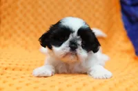 Short Cake, a female Shih Tzu for sale in Lake Mills, IA – 6 of 6