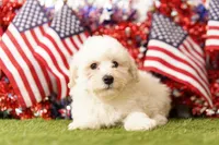 Muffy, a male Schnoodle and Poodle - Miniature  for sale in Lake Mills, IA – 5 of 6