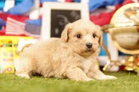 Milwaukee, a male Shichon and Bichpoo for sale in Lake Mills, IA – 3 of 3