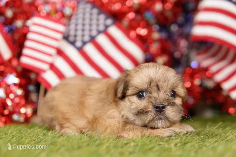 GMC – Shih Tzu, Maltipom puppy for sale in Lake Mills, IA