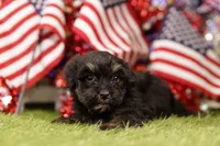 Ribeye, a male Havapoo for sale in Lake Mills, IA – 3 of 3