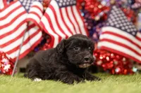 Fillet, a female Havapoo for sale in Lake Mills, IA – 3 of 3