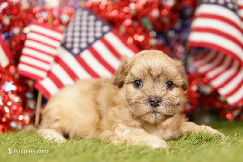 Buick – Shih Tzu, Maltipom puppy for sale in Lake Mills, IA