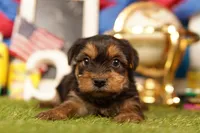 Hot Pocket, a male Yorkshire Terrier and Morkie for sale in Lake Mills, IA – 1 of 3