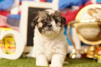 Corn Dog, a female Havanese and Shih Tzu for sale in Lake Mills, IA – 1 of 3