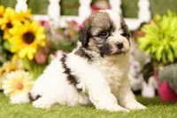 Bacon, a male Bichon Frise and Havapoo for sale in Lake Mills, IA – 2 of 3