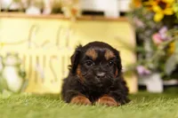 Blender, a male Shihpoo for sale in Lake Mills, IA – 2 of 3